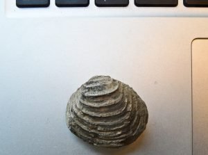 Mollusk Fossil and Computer