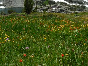 Wildflower garden above Granite Lakes