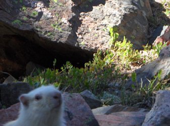 Albino Marmot, Mt. Wheeler, New Mexico