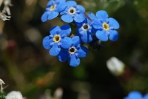 Alpine Forget-Me-Not, Mount Wheeler, New Mexico