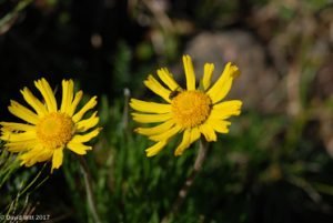 Alpine Sunflower, Mount Wheeler, New Mexico