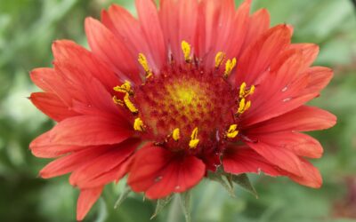 Garden Flower